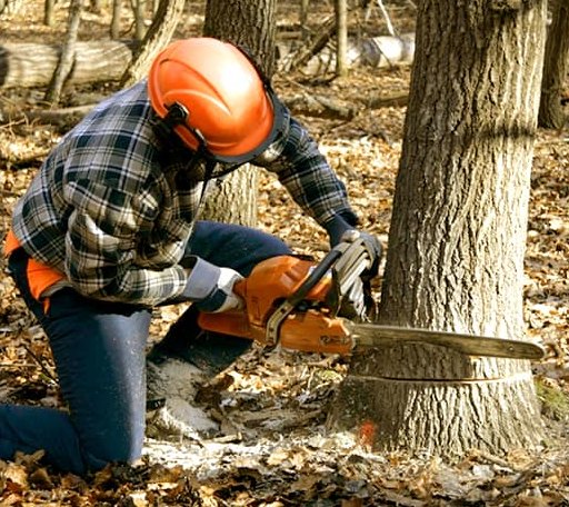 Tree Removal in Eden, VT
